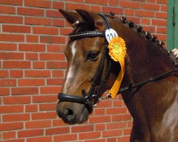 dressage horse Sir Merlin (Pony without race description, 1995)