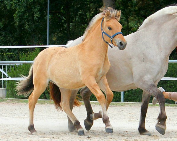 Pferd Akazie (Fjordpferd, 2020, von Kjartan)
