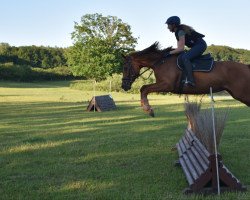 jumper Royal Rush 2 (Oldenburg, 2012, from Repertoire 4)