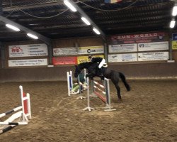 jumper Vandaag (Oldenburg show jumper, 2012, from Van Helsing)