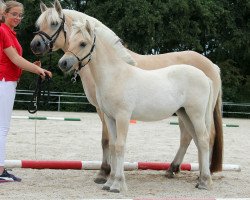 horse Uraja den lille Urs (Fjord Horse, 2020, from Torsetblakken)