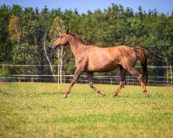 broodmare Highness (Trakehner, 2005, from Hertug)