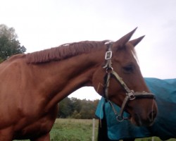 Pferd Olina Diva (Trakehner, 2010, von Dramatiker)