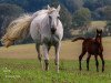 broodmare Roxy Lady II (Trakehner, 2004, from Handryk)