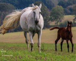 broodmare Roxy Lady II (Trakehner, 2004, from Handryk)