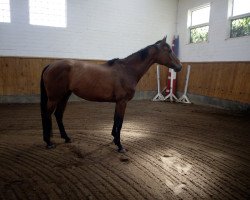 Pferd Ruby (Trakehner, 2014, von Avatar)