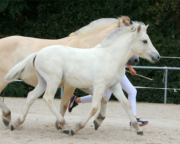 Pferd Vavvilou (Fjordpferd, 2020, von Torsetblakken)