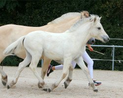 horse Vavvilou (Fjord Horse, 2020, from Torsetblakken)