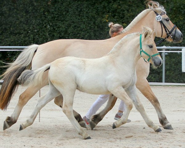 Pferd Laisa (Fjordpferd, 2020, von Damar)