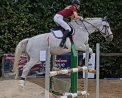 dressage horse Niko 260 (Polish Warmblood, 1990, from Rywal)