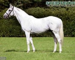 stallion Sternkönig xx (Thoroughbred, 1990, from Kalaglow xx)