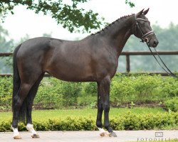 dressage horse Delorian BB (Oldenburg, 2015, from Dark President)