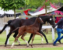 dressage horse Dream Dealer BB (Oldenburg, 2018, from Danone 4)