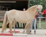 broodmare Lene (Fjord Horse, 2011, from Dexter)