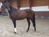 jumper Karthago 78 (Trakehner, 2017, from Icare d'Olympe AA)