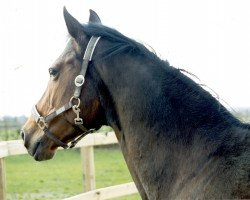 Zuchtstute Wienerin (Hannoveraner, 1982, von Wendekreis)