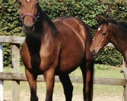 broodmare Wienerin II (Oldenburg, 1990, from Lord Liberty)