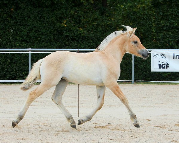 horse Frederikke (Fjord Horse, 2020, from Torsetblakken)