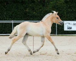 Pferd Frederikke (Fjordpferd, 2020, von Torsetblakken)