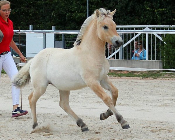 horse Klara (Fjord Horse, 2020, from Fjordbækken’s Sidan)