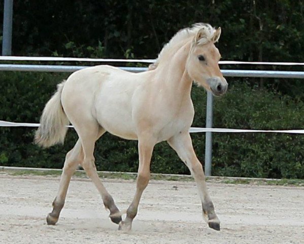 Pferd Ylvie (Fjordpferd, 2020, von Torsetblakken)
