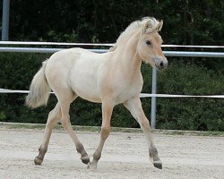 broodmare Ylvie (Fjord Horse, 2020, from Torsetblakken)