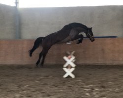 dressage horse Rainbow 161 (Hanoverian, 2011, from Rebell Junior)