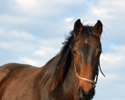 Pferd Zodiack PJ (Westfale, 2018, von Zinedine)