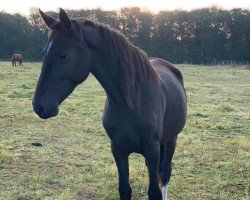 Springpferd Cora de la Bora (Deutsches Sportpferd,  , von Cartiano 3)