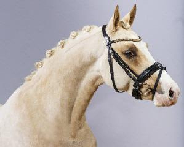 stallion Diamond Touch NRW (German Riding Pony, 2012, from Golden Dime)