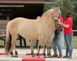 broodmare Gunver (Fjord Horse, 2008, from Kjartan)