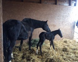 broodmare Calotta (Westphalian, 1997, from Casaretto)