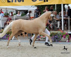 broodmare Hesselteich's Diva (German Riding Pony, 2014, from Donnerwetter)