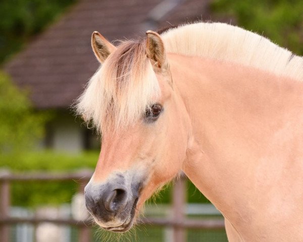 Pferd Rusty (Fjordpferd, 2006, von Rånn N.2659)