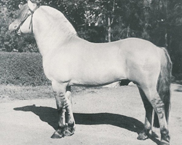 stallion Yerxes (Fjord Horse, 1978, from Waldo)