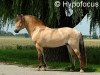 horse Vjostar (Fjord Horse, 2000, from Fjelljon)