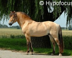 horse Vjostar (Fjord Horse, 2000, from Fjelljon)