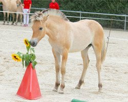 dressage horse Kalimero (Fjord Horse, 2020, from Kalino)