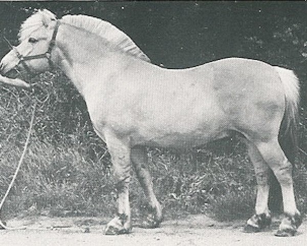 Deckhengst Verge I (Fjordpferd, 1978, von Ivan N.1786)