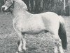 stallion Waldo (Fjord Horse, 1971, from Leif F 56)