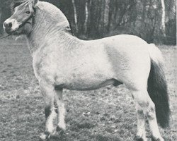 stallion Waldo (Fjord Horse, 1971, from Leif F 56)