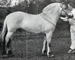 horse Turtle (Fjord Horse, 1994, from Anton I-83)