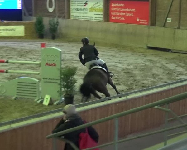 Reitturnier Köln-Leverkusen 2015