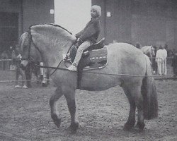 horse Kunar (Fjord Horse,  , from Tunar NL-I-52)