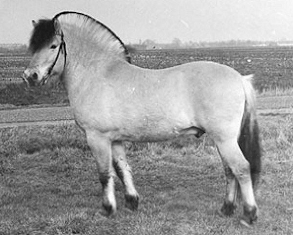 stallion Tunar NL-I-52 (Fjord Horse, 1981, from Rei Halsnæs D.542)
