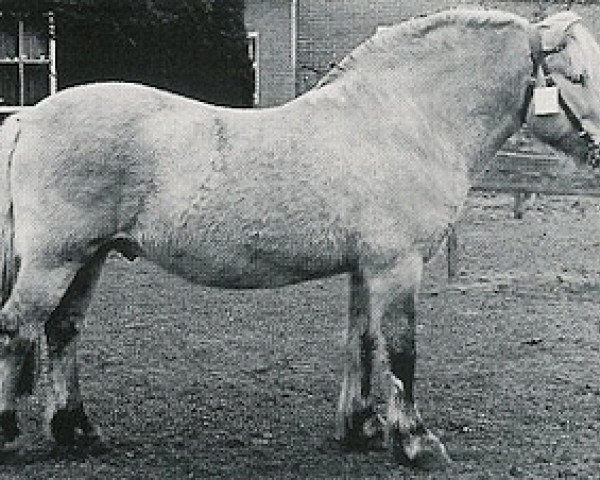 Deckhengst Torson (Fjordpferd, 1984, von Torden N.1785)