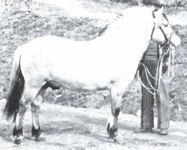 stallion Suldrup Arve (Fjord Horse, 1961, from Hobro Arve)