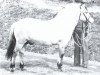 stallion Suldrup Arve (Fjord Horse, 1961, from Hobro Arve)