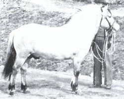 stallion Suldrup Arve (Fjord Horse, 1961, from Hobro Arve)