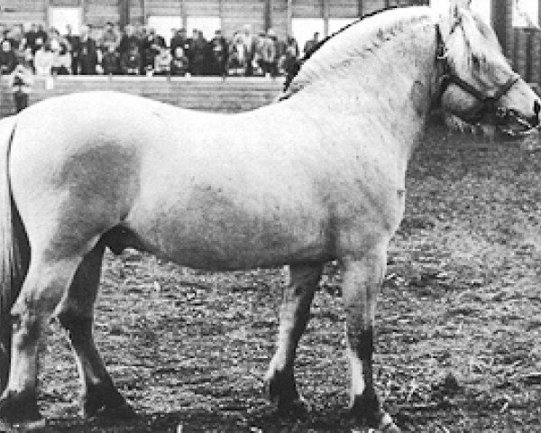 stallion Stording (Fjord Horse, 1978, from Holtar N.1766)